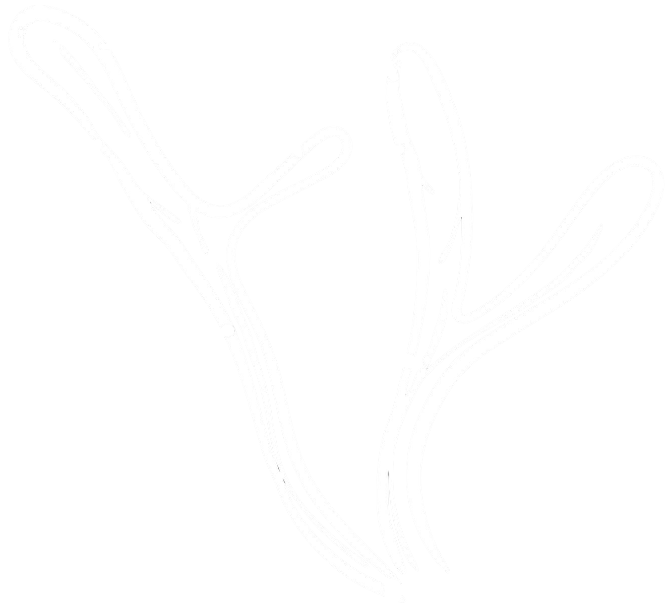 Leech